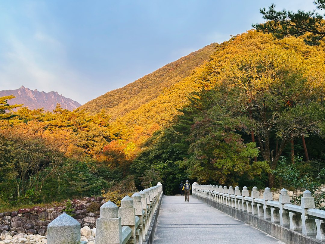 산양산삼가격 참고 이미지 2